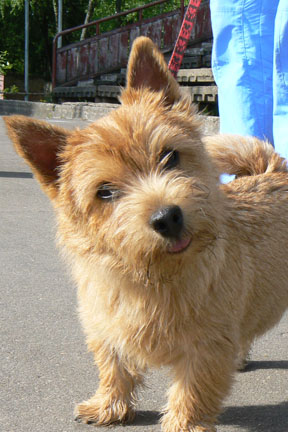 Норвич терьер Norwich Terrier 