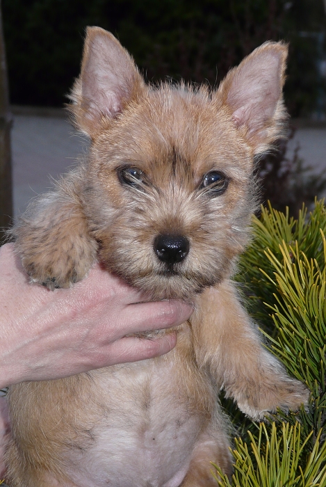 Норвич терьер Norwich Terrier 